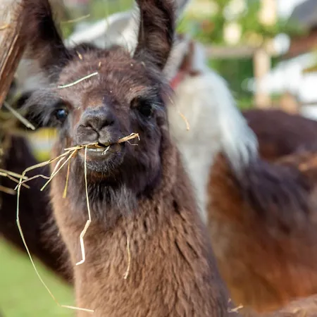 Flat Otel Seefeld in Tirol