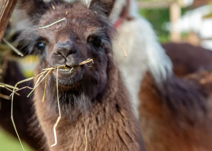 Flat Hotel Seefeld in Tirol